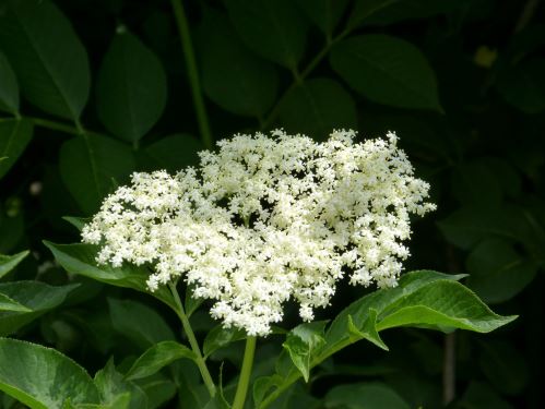 AWA herbs Čierny bez kvet 100g