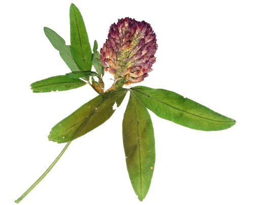 AWA herbs Ďatelina lúčna červený kvet 30g